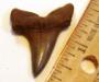 Edisto Retroflexus Mako Tooth